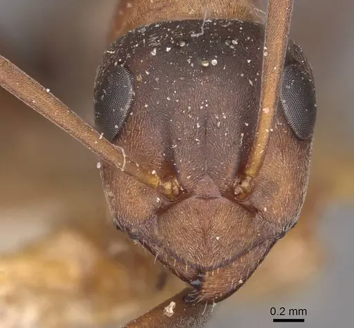 Formica rufibarbis - CASENT0911067