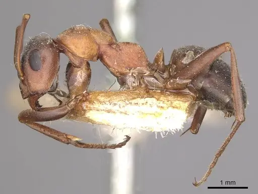 Formica rufibarbis - CASENT0911067