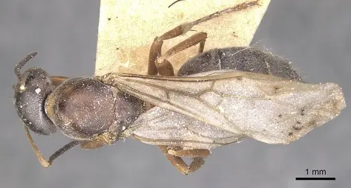 Formica rufibarbis - CASENT0911075