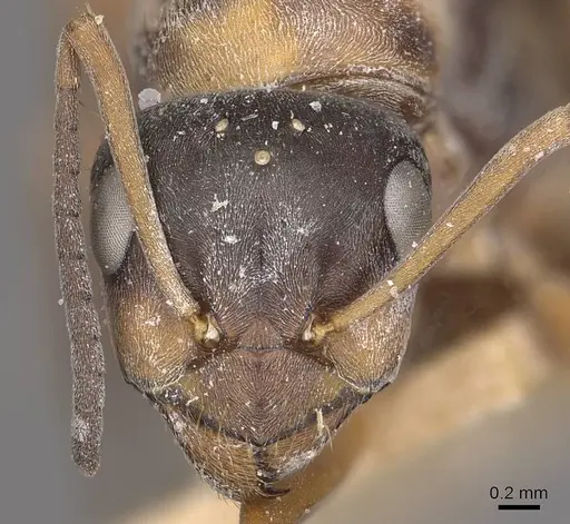 Formica rufibarbis - CASENT0911075