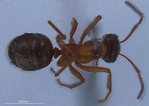 Formica rufolucida specimen