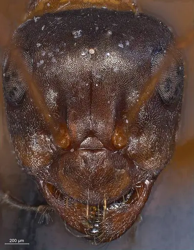 Formica rufolucida specimen