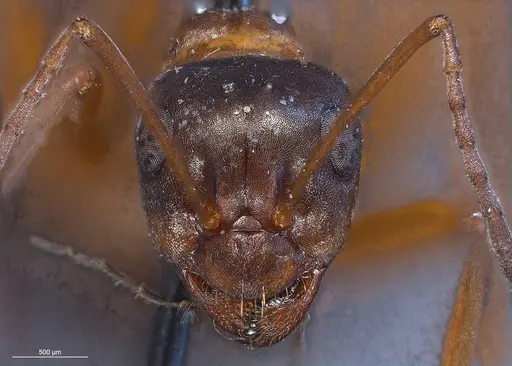 Formica rufolucida specimen