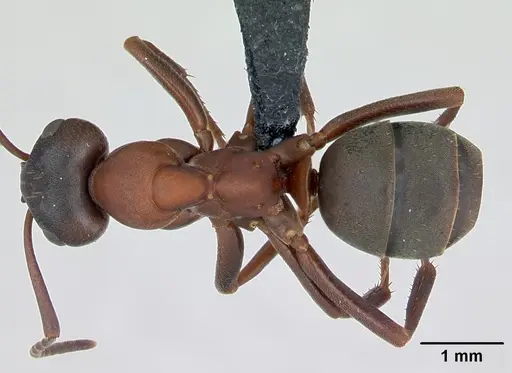 Formica sanguinea specimen