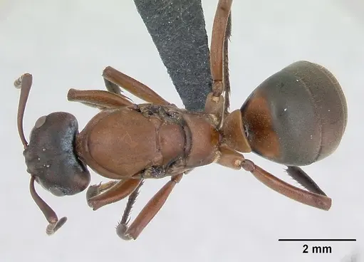 Formica sanguinea - CASENT0173154