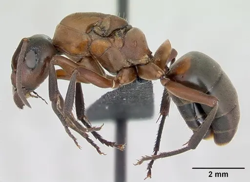 Formica sanguinea - CASENT0173154