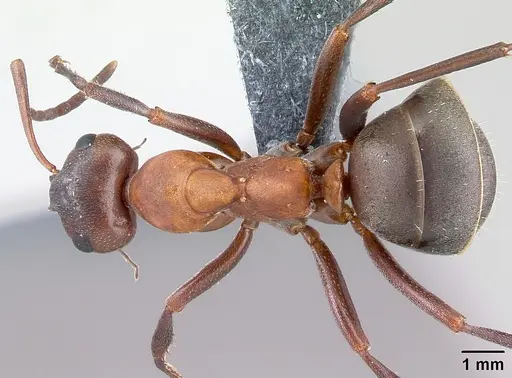 Formica sanguinea - CASENT0179940