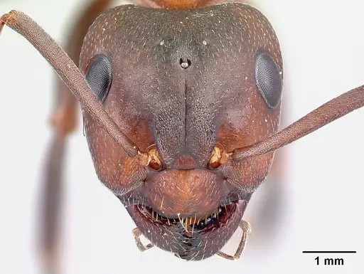 Formica sanguinea - CASENT0179940