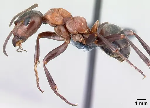 Formica sanguinea - CASENT0179940