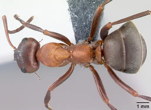 Formica sanguinea - CASENT0179941