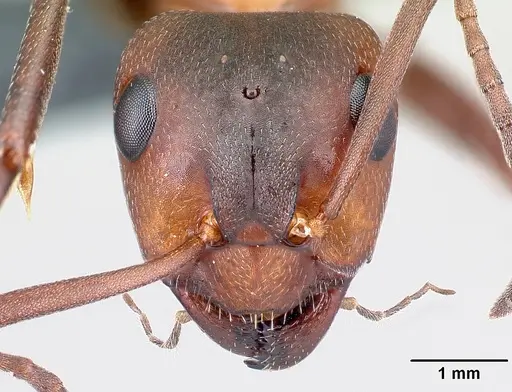 Formica sanguinea - CASENT0179941