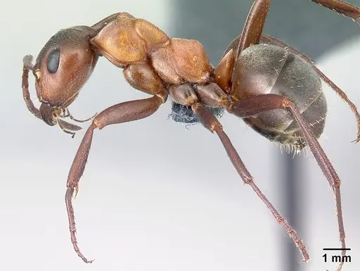 Formica sanguinea - CASENT0179941