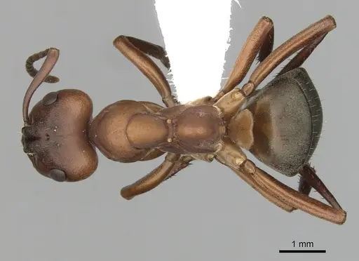 Formica sanguinea - CASENT0280424