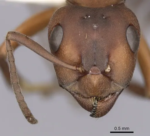 Formica sanguinea - CASENT0280424