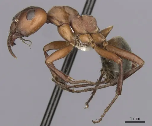 Formica sanguinea - CASENT0280424