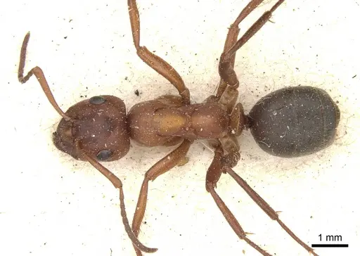 Formica sanguinea - CASENT0903273