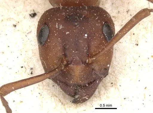 Formica sanguinea - CASENT0903273