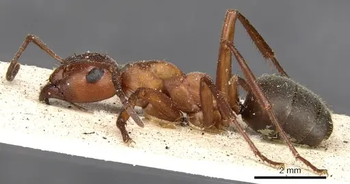 Formica sanguinea - CASENT0903273