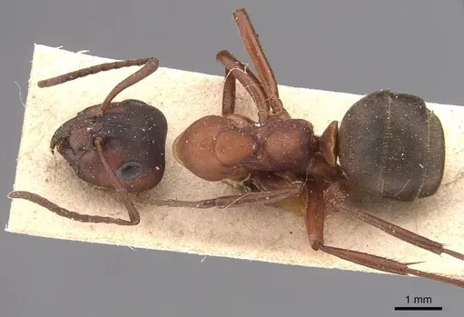 Formica sanguinea - CASENT0905692