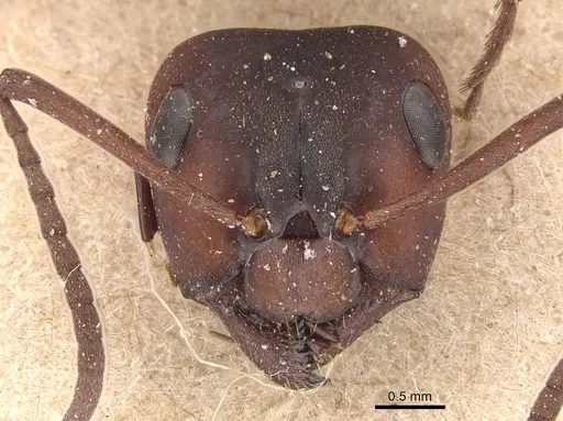 Formica sanguinea - CASENT0905692