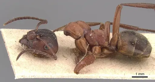 Formica sanguinea - CASENT0905692