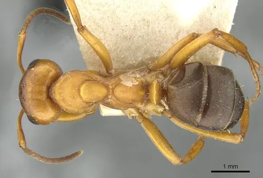 Formica sanguinea - CASENT0911095