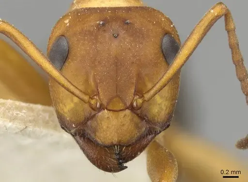 Formica sanguinea - CASENT0911095