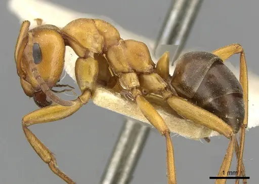 Formica sanguinea - CASENT0911095