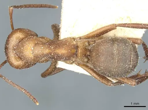 Formica sanguinea - CASENT0912254