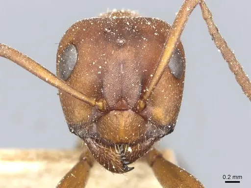 Formica sanguinea - CASENT0912254