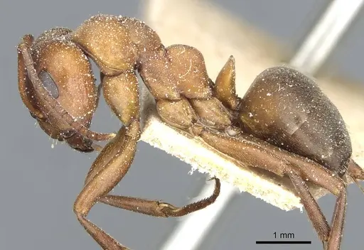 Formica sanguinea - CASENT0912254