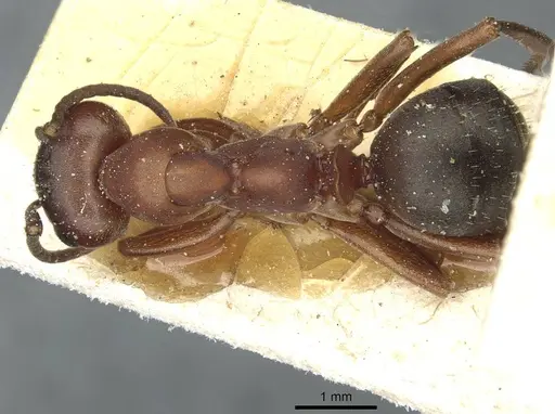 Formica sanguinea - CASENT0912255