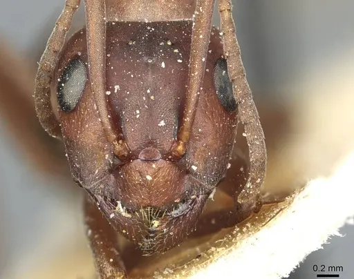 Formica sanguinea - CASENT0912255