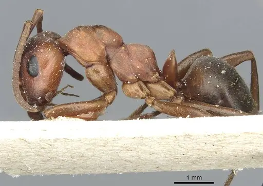 Formica sanguinea - CASENT0912255