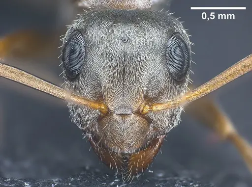 Formica selysi specimen