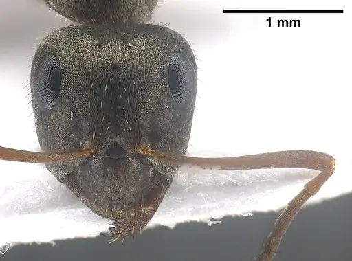 Formica selysi - ANTWEB1041463