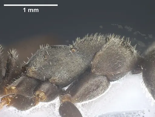 Formica selysi - ANTWEB1041463