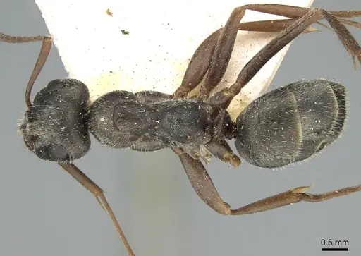 Formica selysi - CASENT0906311