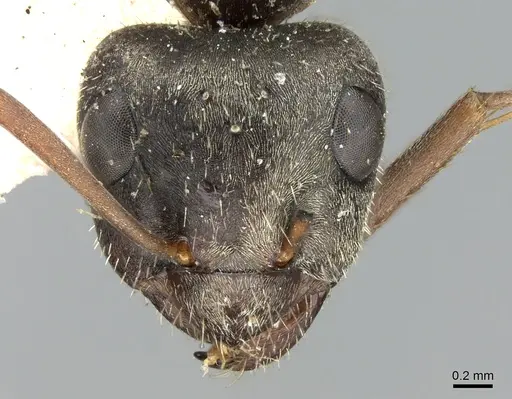 Formica selysi - CASENT0906311