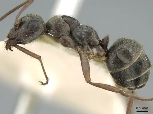 Formica selysi - CASENT0906311