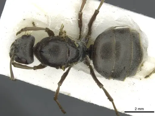 Formica selysi - CASENT0913640