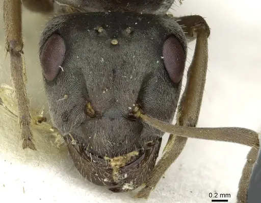 Formica selysi - CASENT0913640