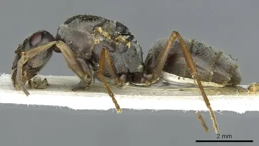 Formica selysi - CASENT0913640