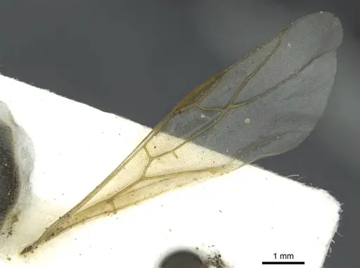 Formica selysi - CASENT0913640