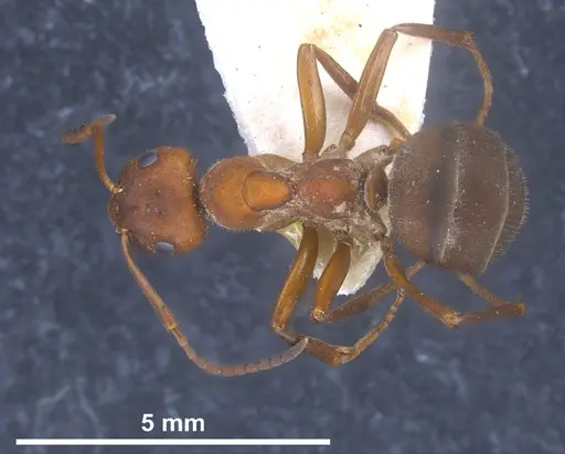 Formica sinensis specimen