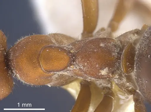 Formica sinensis specimen