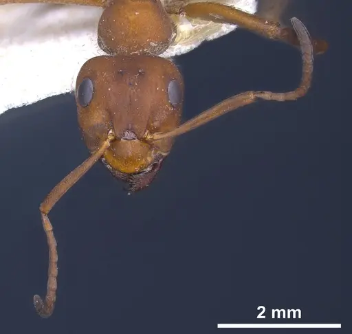 Formica sinensis - ANTWEB1041264