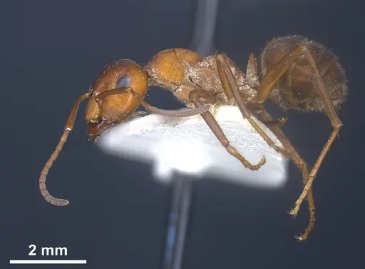 Formica sinensis - ANTWEB1041264