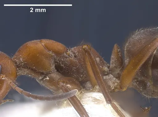 Formica sinensis - ANTWEB1041264