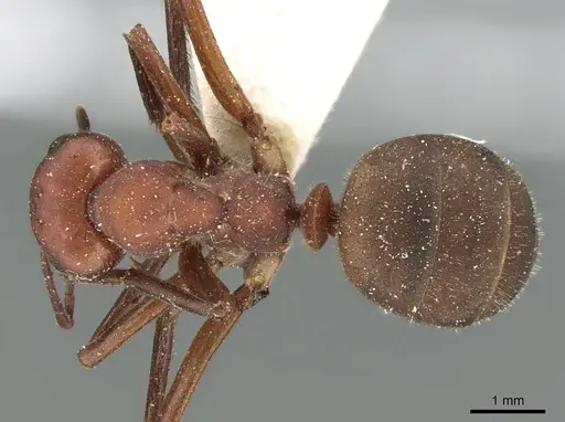Formica sinensis - CASENT0906319
